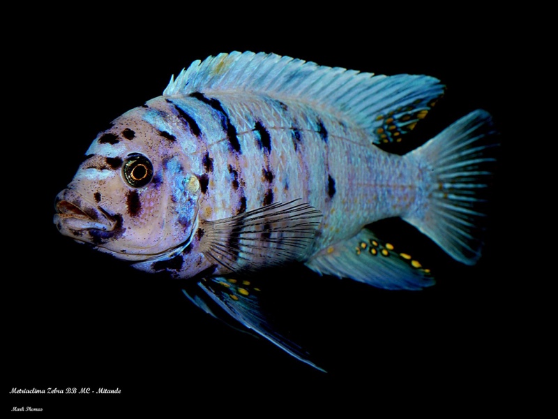 Maylandia zebra 'Mitande Reef (Rocks)'